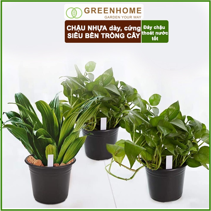 Chậu nhựa cứng, 20x16cm, trồng cây, hoa, kiểng lá, màu đen, thoát nước tốt, đa dạng kích thước |Greenhome