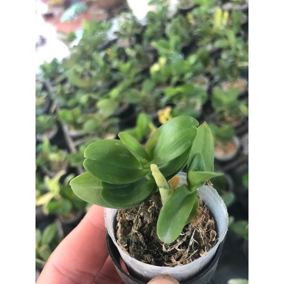 Lan Phi Điệp lá mít hòa bình