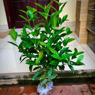 Mẫu đơn ta cao 60cm (Ảnh thật)...