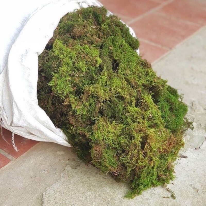 Rêu  xanh khô