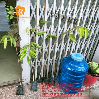 combo 5 cây trầm hương ( cây giống )