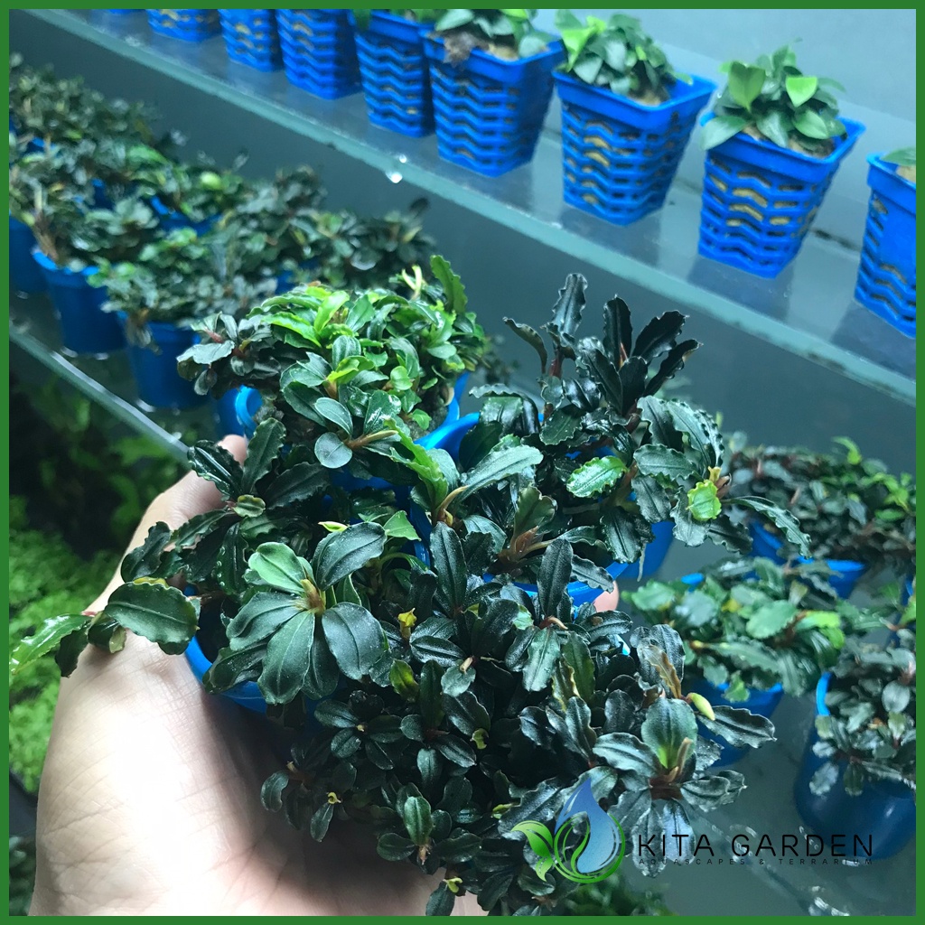 Bucep Tím Mini Phantom | Bucephalandra TM | Cây Thủy Sinh Giá Thể