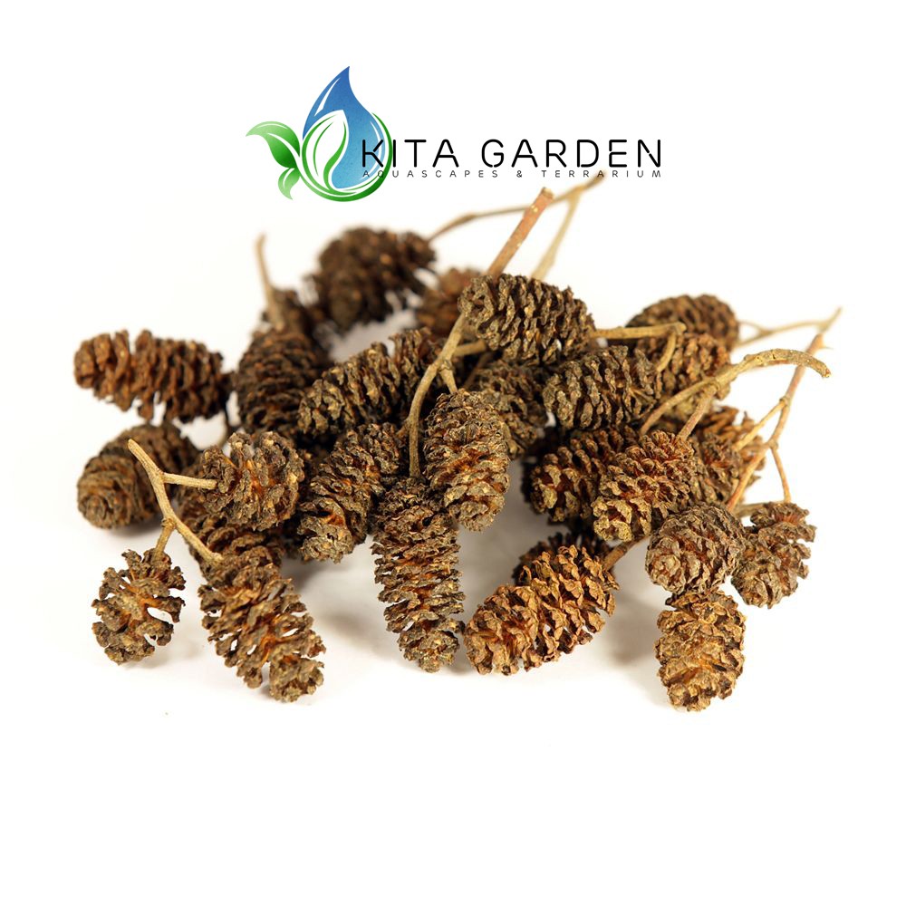 TRÁI ALDER CONES (ERLENZAPFEN) GIÚP CÁ TÉP GIẢM STRESS