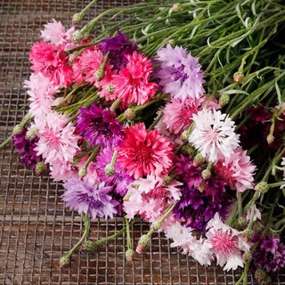Hạt giống hoa cúc Strain Cornflowe mix -S53-2