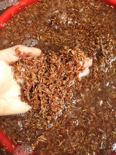 BỘT NGŨ CỐC 9 LOẠI HẠT NHÀ LÀM