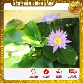 Hạt Giống Súng Mini Thái(5 hạt)