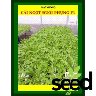 20G - Hạt Giống Cải Ngọt Đuôi Phụng