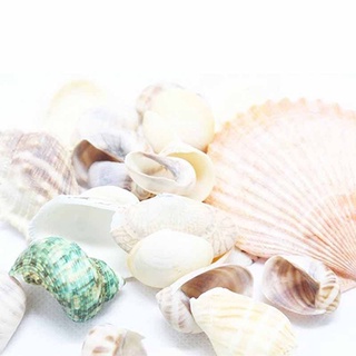 100g vỏ sò trang trí hồ cá độc đáo