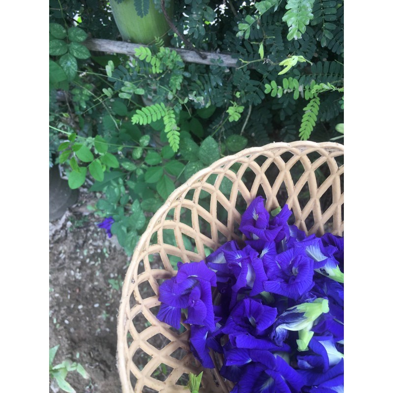 100gr Hoa Đậu Biếc Khô nhà phơi