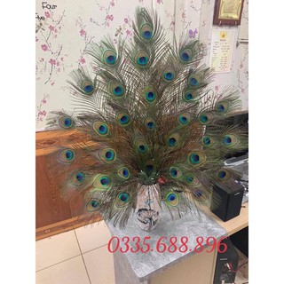 Lông Công Phong Thủy ~50cm mắt To - Đẹp