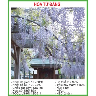 Hạt giống hoa tử đằng 5 hạt/ gói