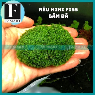 Rêu Mini Fiss Bám Đá - Mini Fiss Viên Thuỷ Sinh - viên rêu minifiss - trang trí bể thủy sinh - bể tép