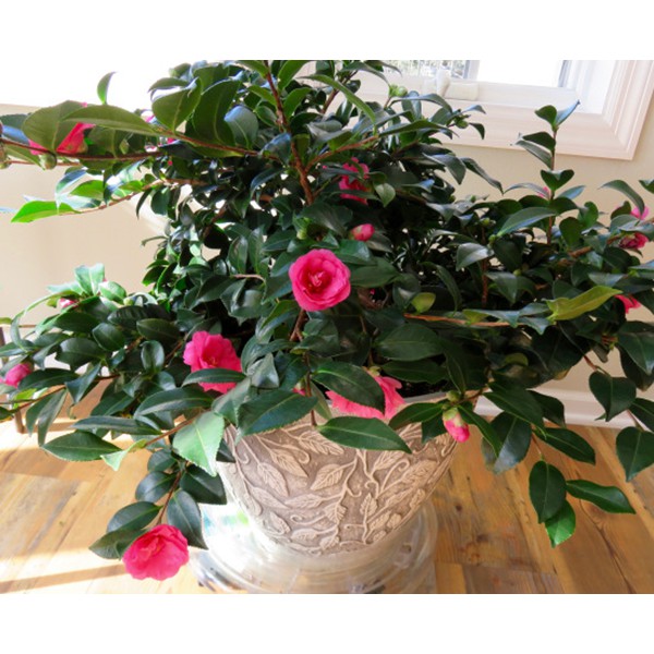 Hạt giống hoa Trà My nhật bản nhiều màu dễ trồng Camellia seeds