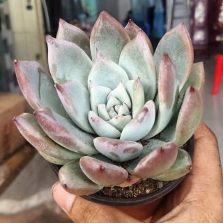 Sen mận hồng giống mới