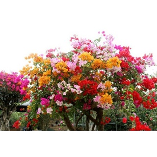 Cây hoa giấy ngũ sắc