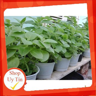 [Bán Chạy] HẠt giống cây Húng chanh - 0.1gr