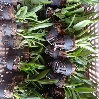 lan dendro yaya giống