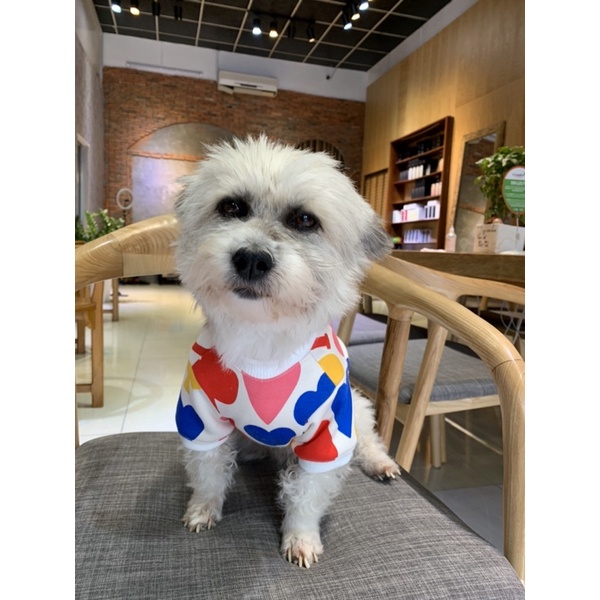 Áo có tay cho chó mèo