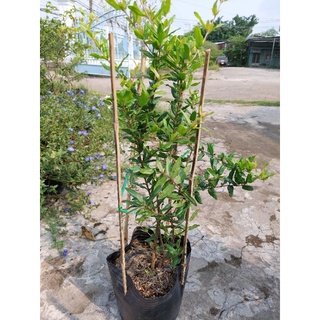 Giống cây lựu đỏ cây lớn