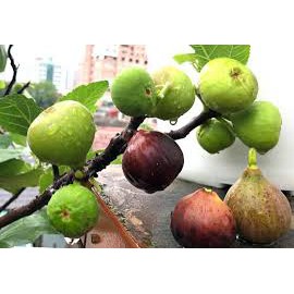 Cây sung Mỹ Camy - Cây ăn quả độc đáo có nhiều giá trị dinh dưỡng