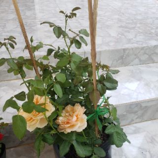 Hoa hồng bụi Masora
