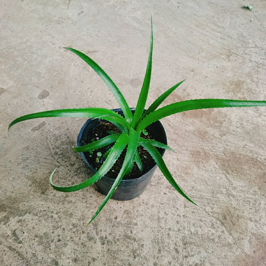 Cây dứa cảnh - cây thơm baby
