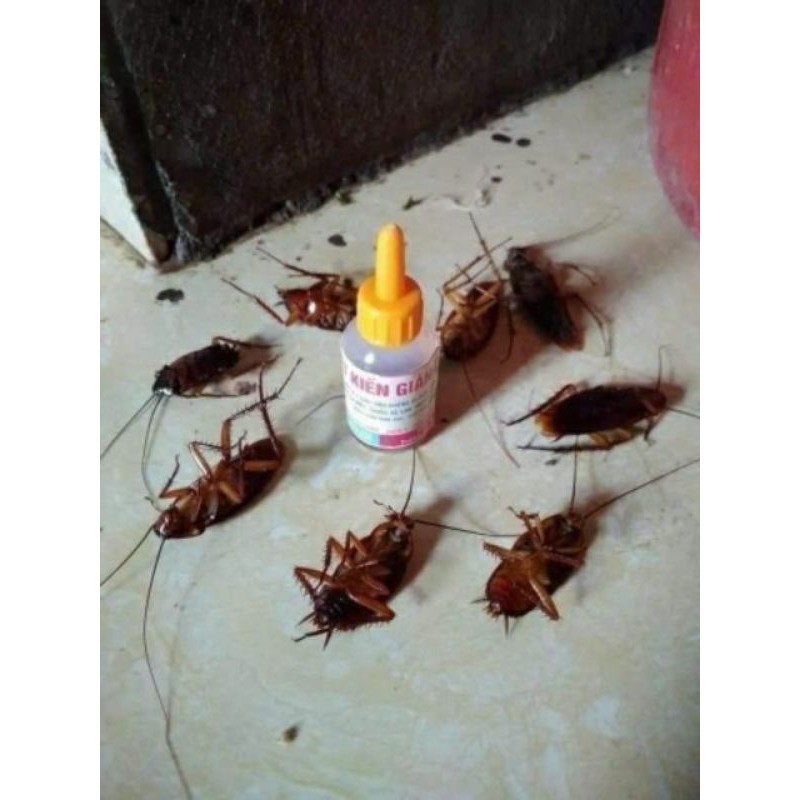 Thuốc diệt Kiến gián côn trùng sinh học ( hiệu quả 100%)