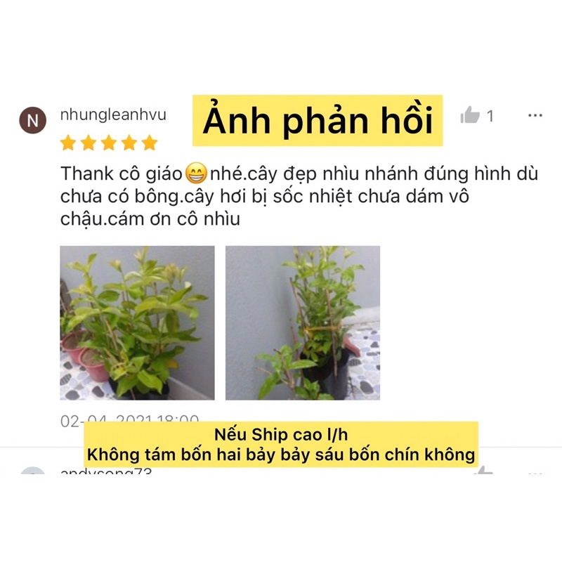 caykiengsadec - Cây huỳnh anh tím+ tặng phân bón - trang trí nội thất cảnh quan ngoài trời-hoa kiểng lá