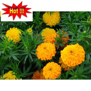 Hạt giống Hoa Cúc Vạn Thọ Mỹ 50 Hạt HOA RAU TRỒNG KỊP TẾT