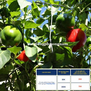 40H - HẠT GIỐNG ỚT CHUÔNG