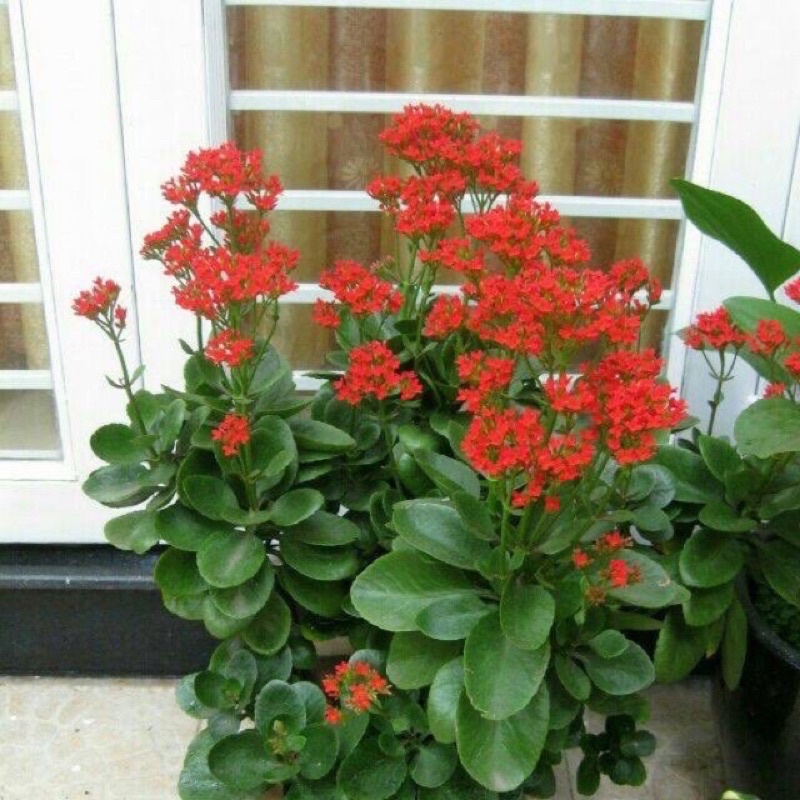 Cây sống đời ta màu đỏ trưởng thành trồng tiểu cảnh, sân vườn