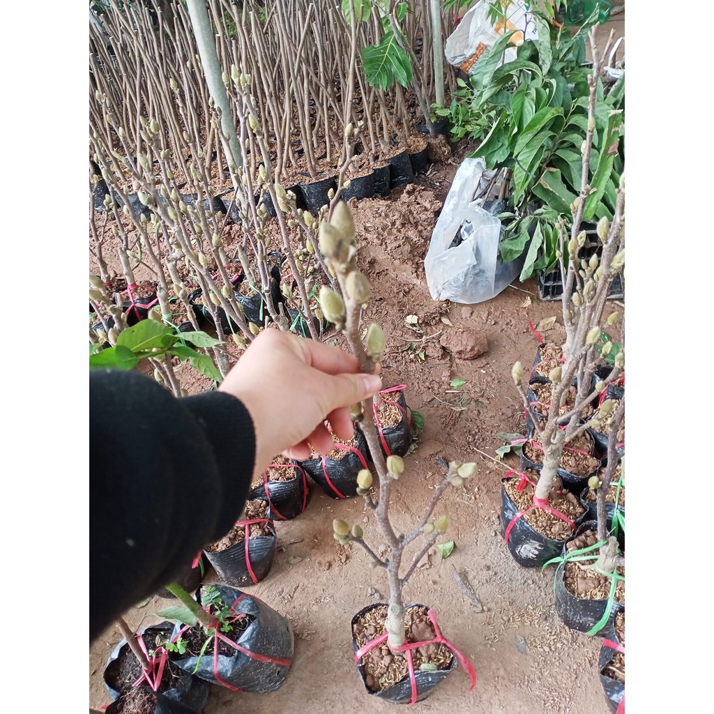 Cây hoa mộc Lan - Siêu Nụ