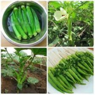 Gói 40 hạt giống đậu bắp xanh