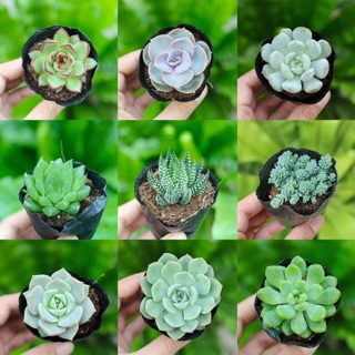 Sen đá bầu 6-7cm- Sỉ 10k