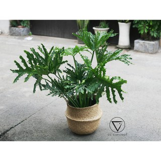 Giỏ cói, giỏ đan đựng đồ, trồng cây