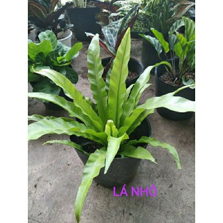 Cây Tổ Phụng