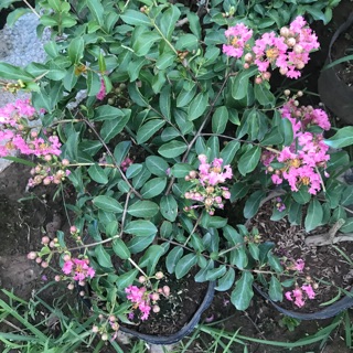 Tường Vy cánh mỏng- hoa đào mùa hạ từ 50-70k