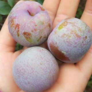 Mận hậu Sơn La