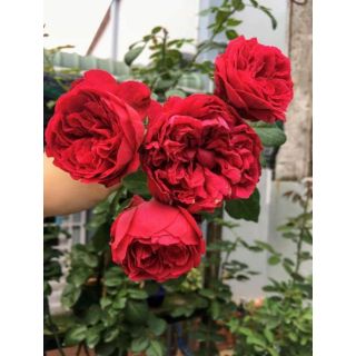 Hoa Hồng leo ngoại Red Eden