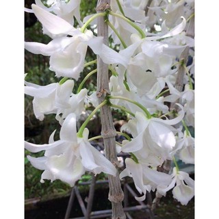 Phi điệp trắng thái hang gieo hạt