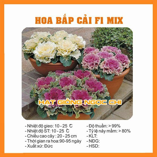 Hạt Giống Hoa Bắp Cải F1 - 20 Hạt