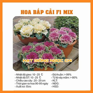 Hạt Giống Hoa Bắp Cải F1 - 20 Hạt