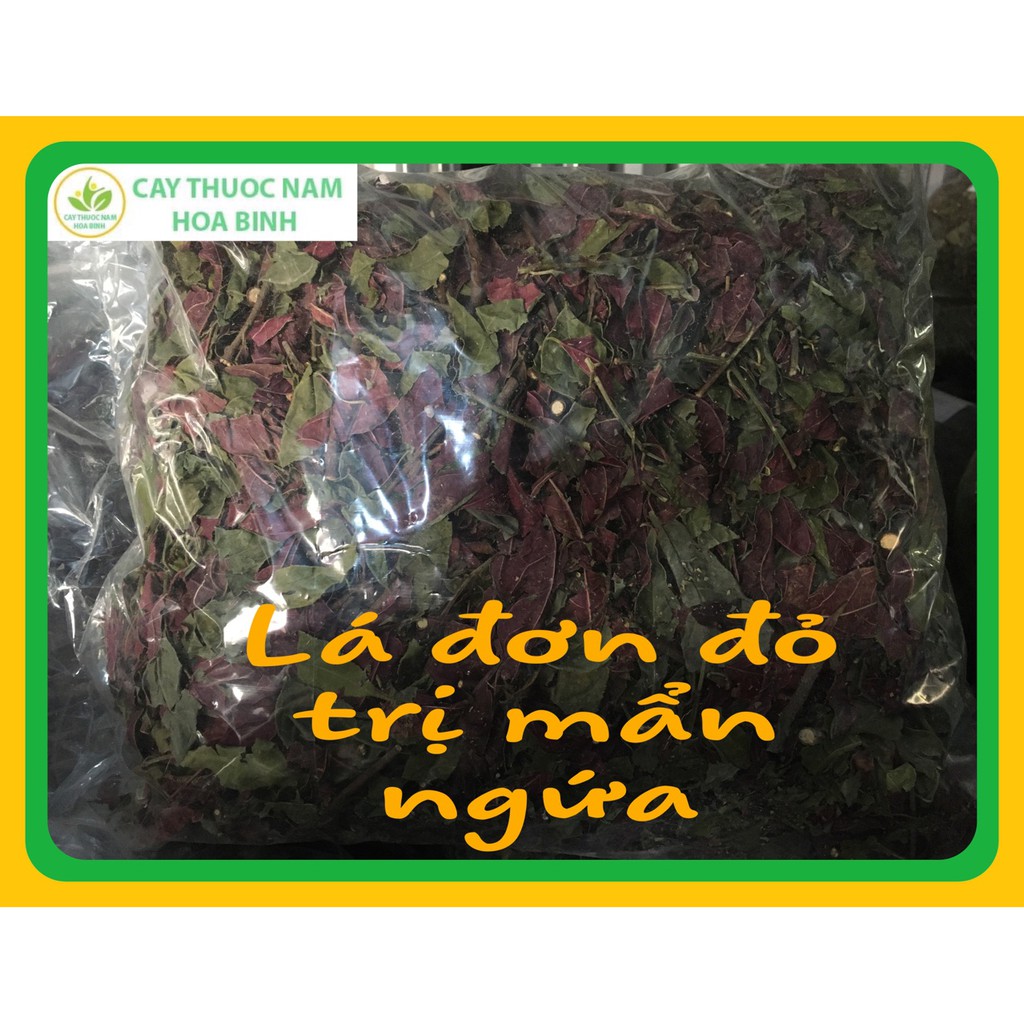 [GIÁ BUÔN] 1kg Lá đơn đỏ trị mẩn ngứa (khô sạch) | BigBuy360 - bigbuy360.vn