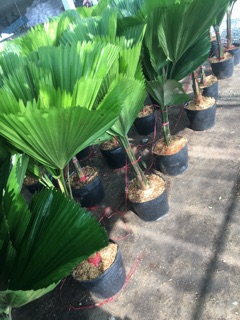 Cây kè Nhật ( cọ nhật) 80cm-90cm