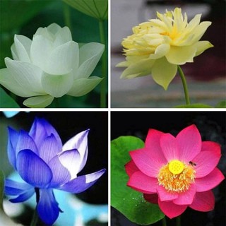 Hạt giống sen mini nhật (4-5 hạt/gói)