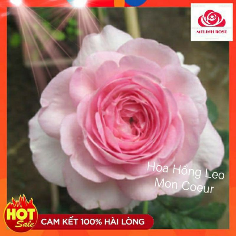 Hoa Hồng Leo Mon Coeur màu Hồng Phấn Thuần Khiết-Vườn Hoa Melinhrose