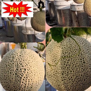 ⚡️HẠT GIỐNG DƯA LƯỚI DA XANH GREENMAN⚡️NĂNG XUẤT CAO GIỐNG F1