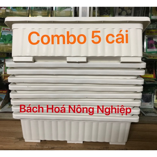 Combo 5 khay trồng rau thông minh 63