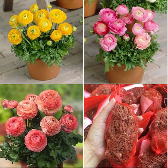 Bộ 5 củ hoa hồng mao lương. tím cam trắng hồng vàng
