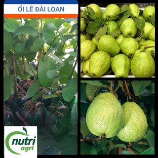 Cây giống ổi lê Đài Loan giống Bến Tre_Cây trồng chậu